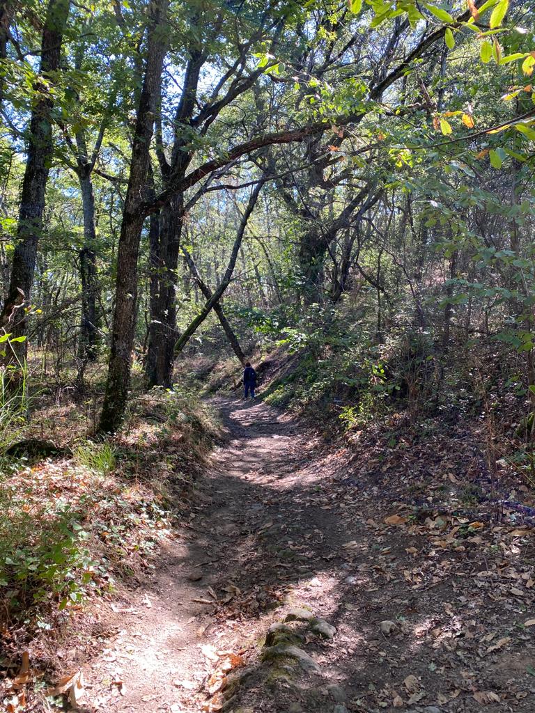 Chemin en sous-bois